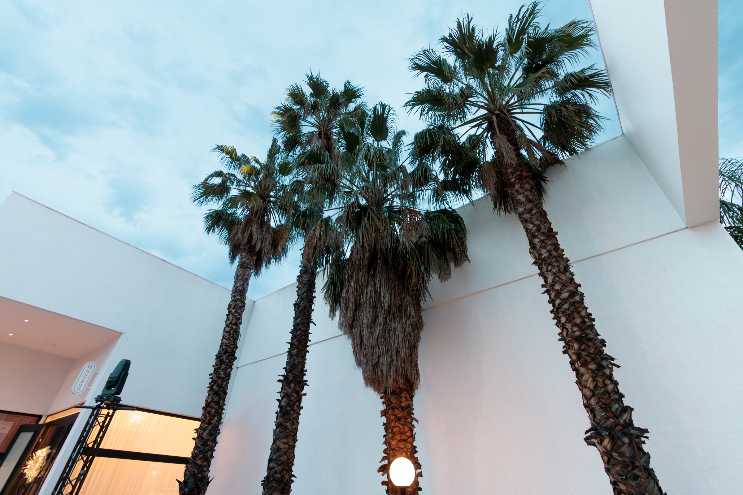 Palm trees against the white facade of Melrose Events at dusk